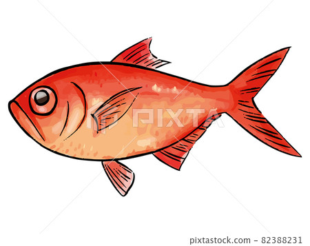 Hand-painted watercolor-style golden sea bream - Stock Illustration ...