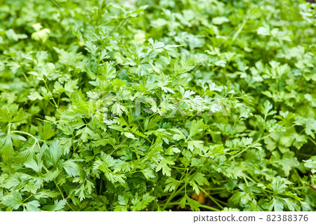 Parsley grows in the garden 82388376