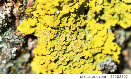 Bright yellow lichen Xanthoria parietina on a tree bark, close-up 82388502