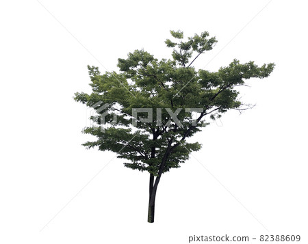 樹，地衣，在白色背景上孤立的樹 82388609