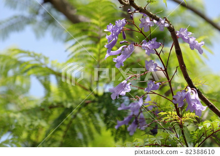 Jacaranda flowers in the green Jacaranda flowers in the green 82388610