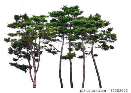 Pine tree isolated on the white background - Stock Illustration ...