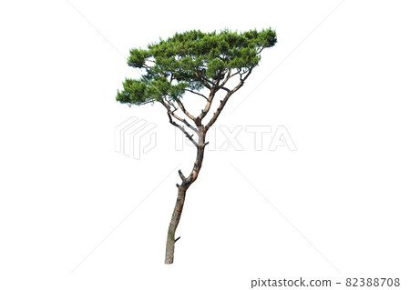 Pine tree isolated on the white background - Stock Illustration ...