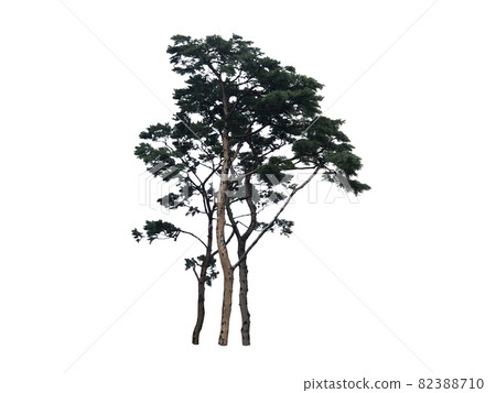 Pine tree isolated on the white background - Stock Illustration ...
