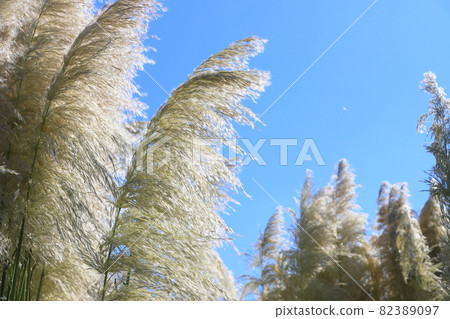 潘帕斯草 西部潘帕斯草 潘帕斯草 潘帕斯草 西部潘帕斯草 潘帕斯草 82389097