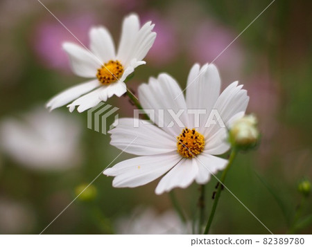 Closeup of white cosmos Closeup of white cosmos 82389780