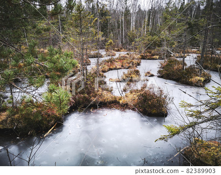 Frozen, beautiful bog lakes among birch and spruce trees in cold late autumn in a Latvian forest 82389903