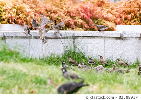 Young starlings taking off from the flock Young starlings taking off from the flock 82389917