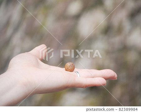Nagi fruit on the palm Nagi fruit on the palm 82389984