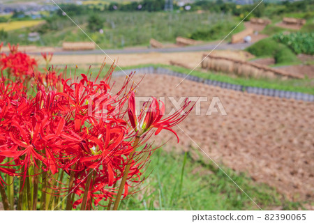 [Autumn] Amaryllis blooming on the shore 82390065