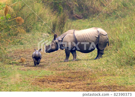 .Greater One-horned Rhinoceros, Royal Bardia National Park, Nepal 82390373