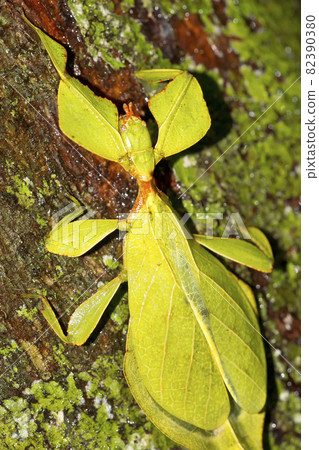 Leaf Insect, Sinharaja National Park Rain Forest, Sri Lanka Leaf Insect, Sinharaja National Park Rain Forest, Sri Lanka 82390380