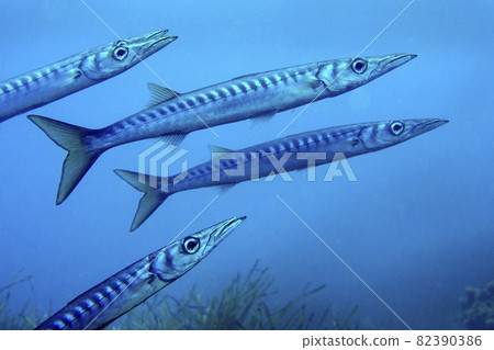 Mediterranean Barracuda, Cabo Cope Puntas del Calnegre Natural Park, Murcia, Spain Mediterranean Barracuda, Cabo Cope Puntas del Calnegre Natural Park, Murcia, Spain 82390386