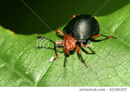 Tropical Beetle, Napo River Basin, Amazonia, Ecuador 82390397