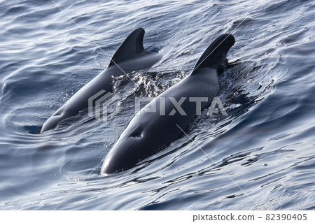 Long-finned Pilot Whale, Straits of Gibraltar Natural Park, Spain Long-finned Pilot Whale, Straits of Gibraltar Natural Park, Spain 82390405