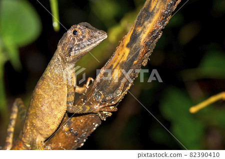 Brown-patched Kangaroo Lizard, Sinharaja National Park Rain Forest, Sri Lanka 82390410