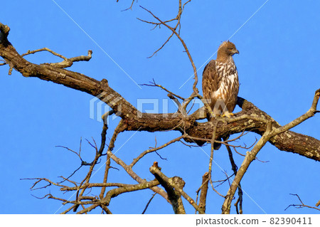 Changeable Hawk Eagle, Royal Bardia National Park, Nepal 82390411