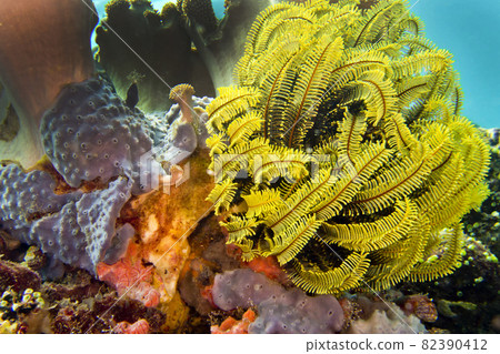 Feather Star, Lembeh, North Sulawesi, Indonesia 82390412