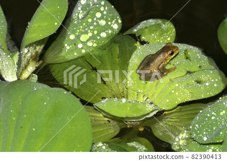 Tropical Frog, Napo River Basin, Amazonia, Ecuador 82390413