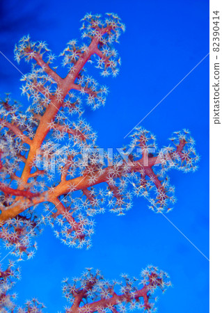 Sea Fan, Sea Whips, Bunaken National Marine Park, North Sulawesi, Indonesia 82390414