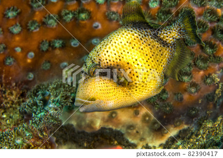 Titan Triggerfish, Lembeh, North Sulawesi, Indonesia 82390417