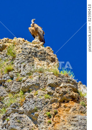 Griffon Vulture, Hoces del Rio Duraton Natural Park, Spain Griffon Vulture, Hoces del Rio Duraton Natural Park, Spain 82390418
