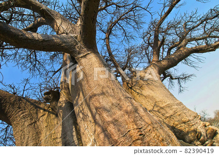 Baobab, Makgadikgadi Pans National Park, Botswana 82390419