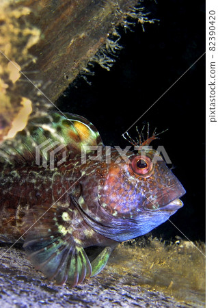 Ringneck Blenny, Cabo Cope Puntas del Calnegre Natural Park, Spain 82390420