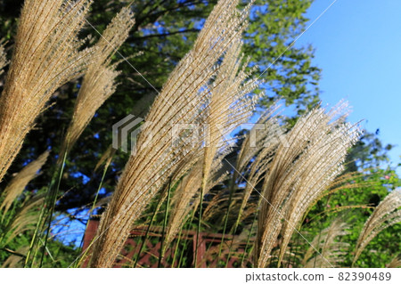 Miscanthus sinensis, autumn of Miscanthus sinensis, autumn of Satoyama 82390489