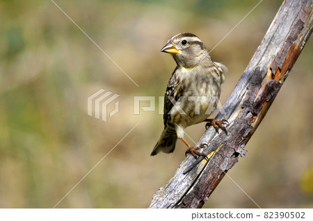 Rock Sparrow, Mediterranean Forest, Spain. 82390502