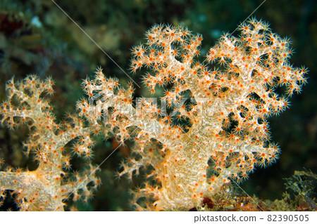 Multi-branched trees, Soft Coral, Lembeh, North Sulawesi, Indonesia, Asia 82390505