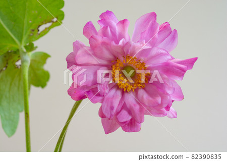 可愛的粉紅色花朵,白色背景上 可愛的粉紅色花朵,白色背景上 82390835