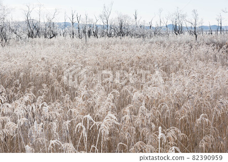 Strongly frosted Kushiro Marsh Strongly frosted Kushiro Marsh 82390959