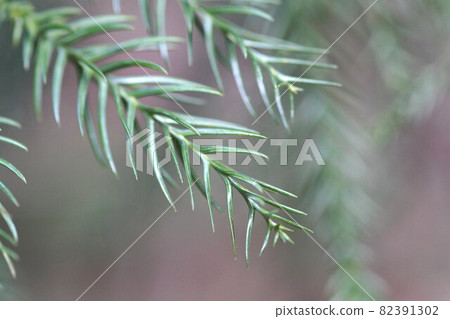 Late December in winter Sugi green leaves seen in the mountains Late December in winter Sugi green leaves seen in the mountains 82391302