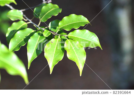 Late December, green leaves seen in the mountains, Soyogo 82391664