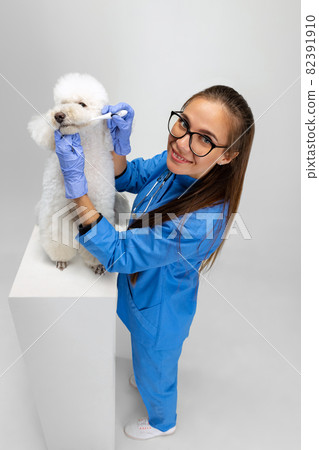 One cute white poodle dog and female veterinary, groomer isolated on white studio background. One cute white poodle dog and female veterinary, groomer isolated on white studio background. 82391910