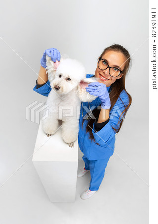 Portrait of young beautiful woman, female veterinary, vet doctor and sweet cute white poodle dog isolated over white background. Portrait of young beautiful woman, female veterinary, vet doctor and sweet cute white poodle dog isolated over white background. 82391911