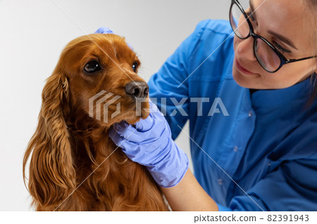 Close- up brown spaniel dog with drooping ears and female vet doctor, veterinary isolated on white studio background. Close- up brown spaniel dog with drooping ears and female vet doctor, veterinary isolated on white studio background. 82391943