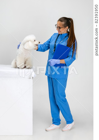 Friendship. Young beautiful woman, veterinary, groomer takes care of sweet white poodle dog. Medicine, pet care, healthy lifestyle concept. 82391950