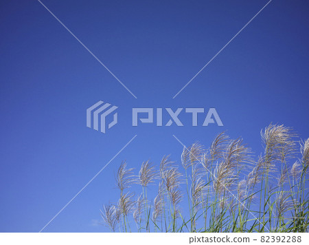 Blue sky and pampas grass (autumn image) Blue sky and pampas grass (autumn image) 82392288