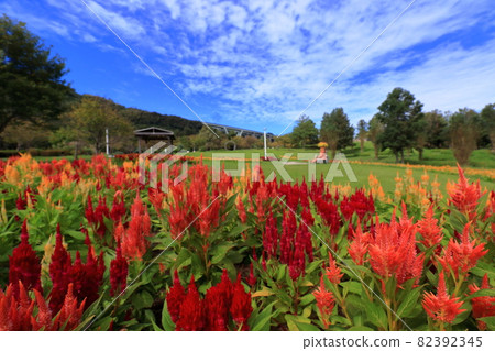 明石海峽公園的雞冠花 82392345