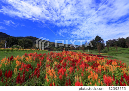 Celosia in Akashi Kaikyo Park Celosia in Akashi Kaikyo Park 82392353