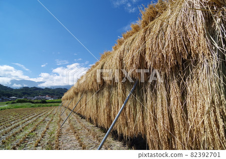 Harvested rice Harvested rice 82392701