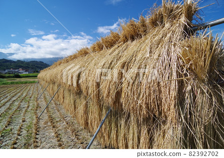 Harvested rice Harvested rice 82392702