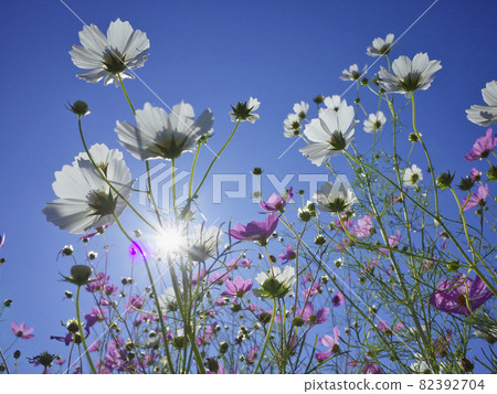 Cosmos and autumn sky (autumn image) Cosmos and autumn sky (autumn image) 82392704