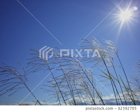 Blue sky and pampas grass (autumn image) Blue sky and pampas grass (autumn image) 82392705
