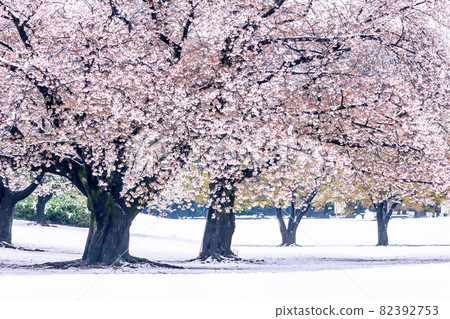 Spring snow and cherry blossoms Tokyo spring landscape Spring snow and cherry blossoms Tokyo spring landscape 82392753