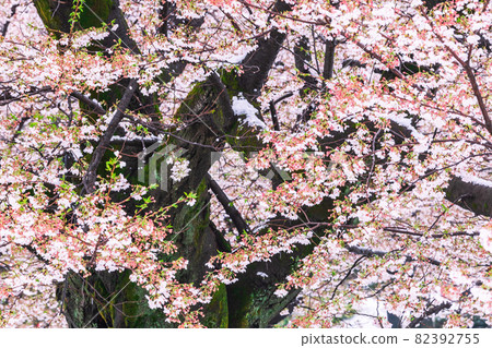 Spring snow and cherry blossoms Tokyo spring landscape Spring snow and cherry blossoms Tokyo spring landscape 82392755