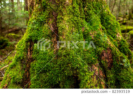 Beautiful Japanese moss-covered plateau forest 82393519