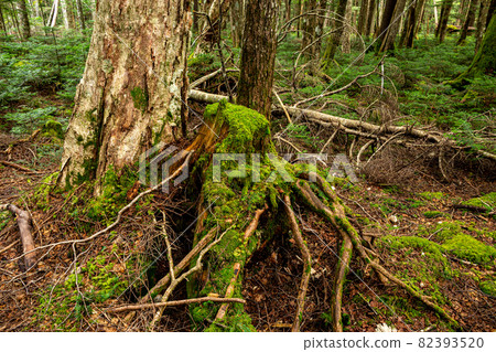 Beautiful Japanese moss-covered plateau forest 82393520